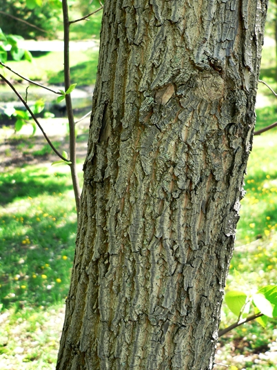 {Halesia tetraptera}